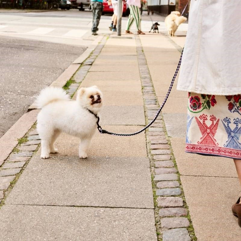 Flat Dog Collar, size S/M, in blue and black