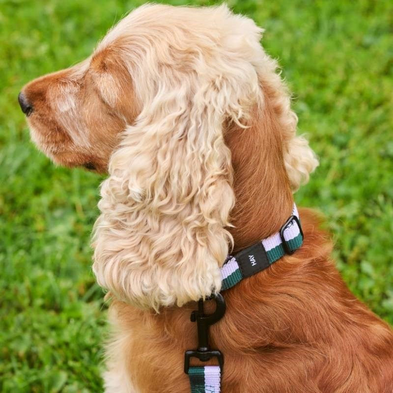 Flat Dog Collar, size M/L, in lavender and green