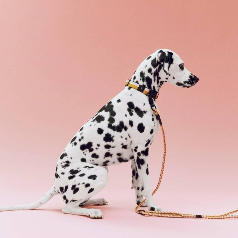 Flat Dog Collar, size M/L, in off-white and ochre