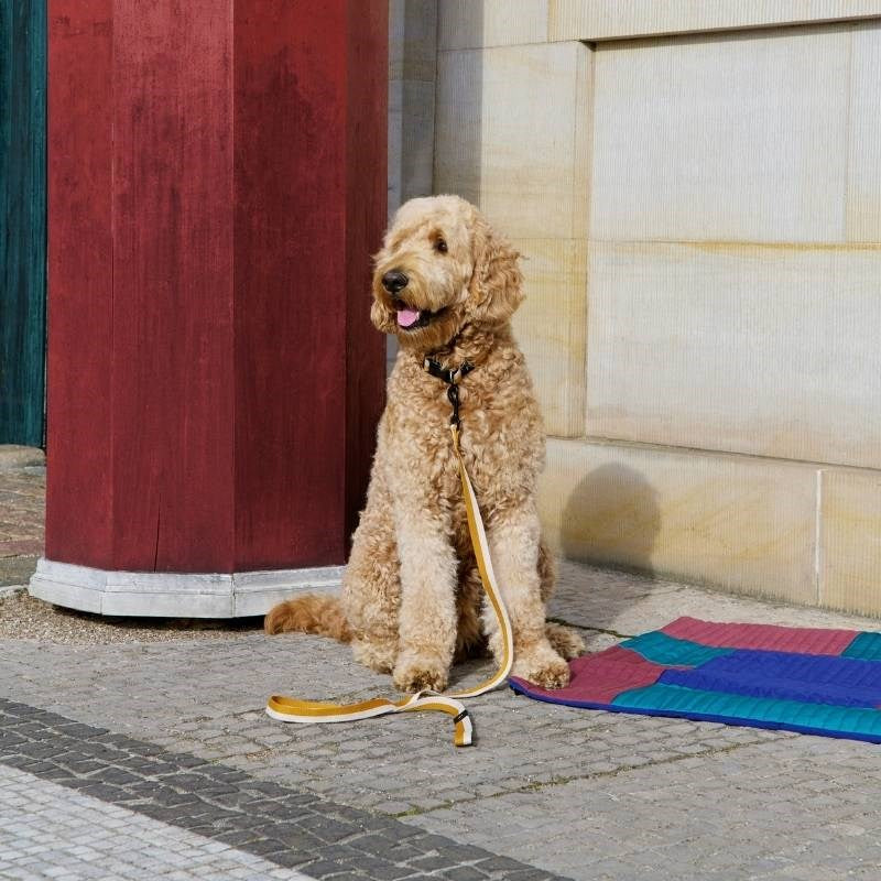 Flat Dog Leash in off-white and ochre