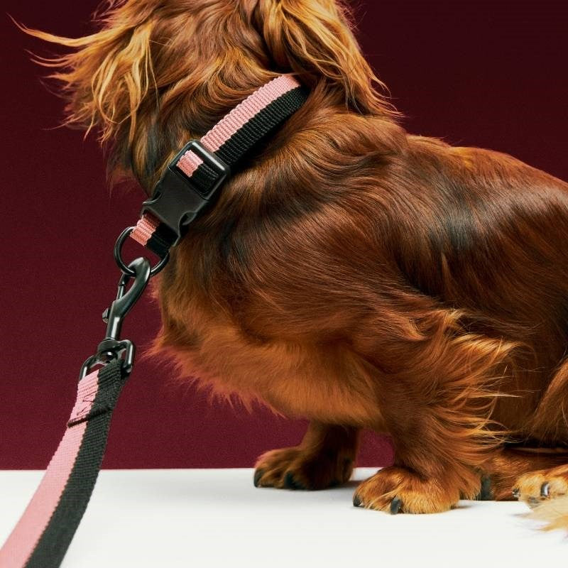 Flat Dog Leash in pink and black
