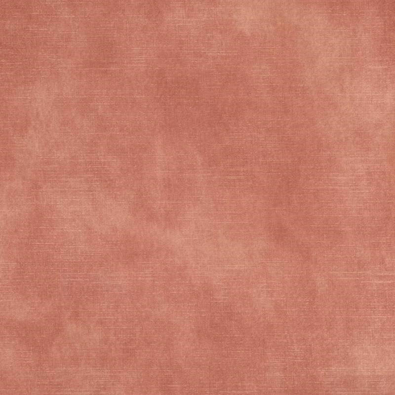 Lovely Velvet in blossom