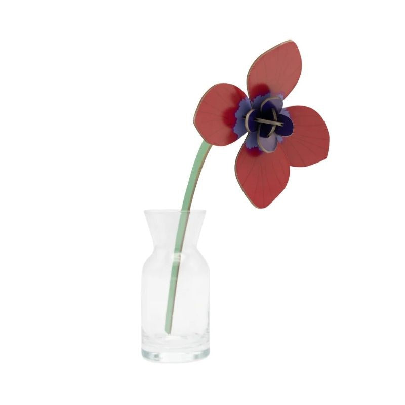 Everlasting Flower, red anemone