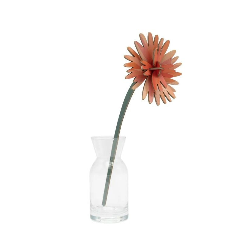 Everlasting Flower, orange dahlia