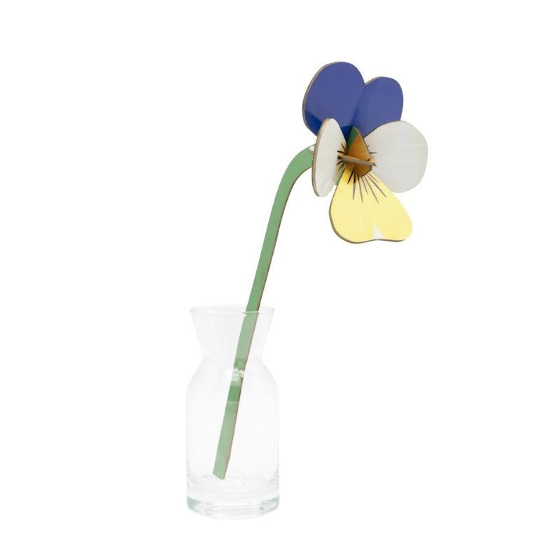 Everlasting Flower, wild pansy