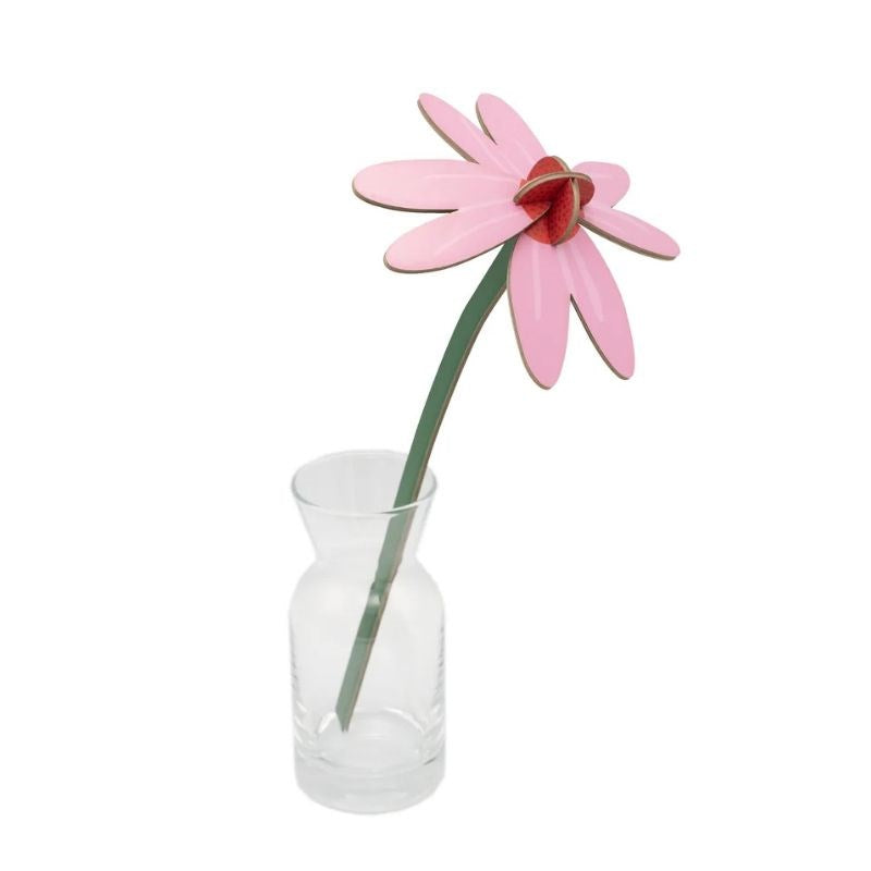Everlasting Flower, pink coneflower