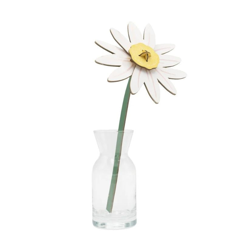 Everlasting Flower, meadow daisy