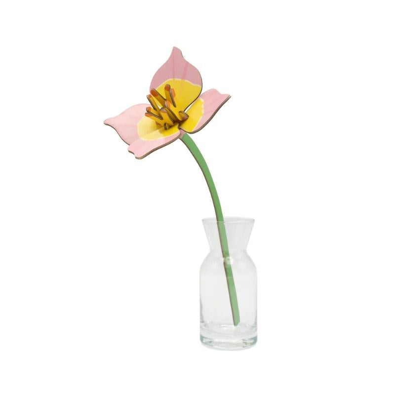 Everlasting Flower, blushing tulip