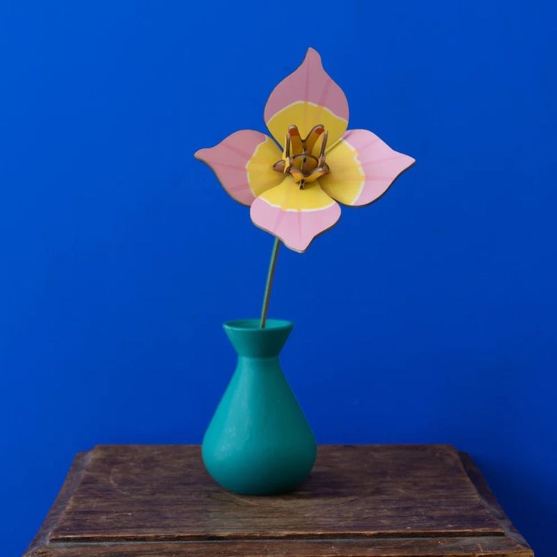 Everlasting Flower, blushing tulip